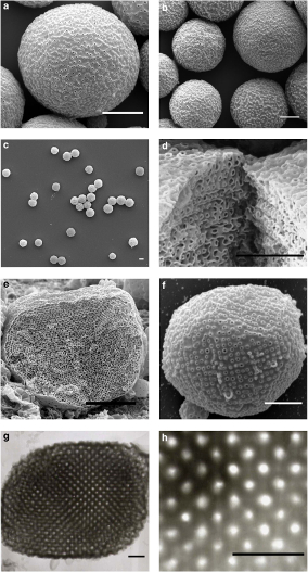 SEM and TEM images of spherical particles with regular nanometre-sized pores of high density